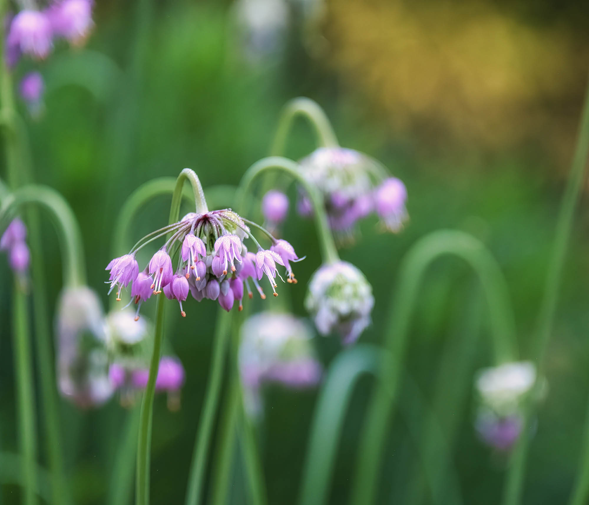 Lush garden scene in golden light