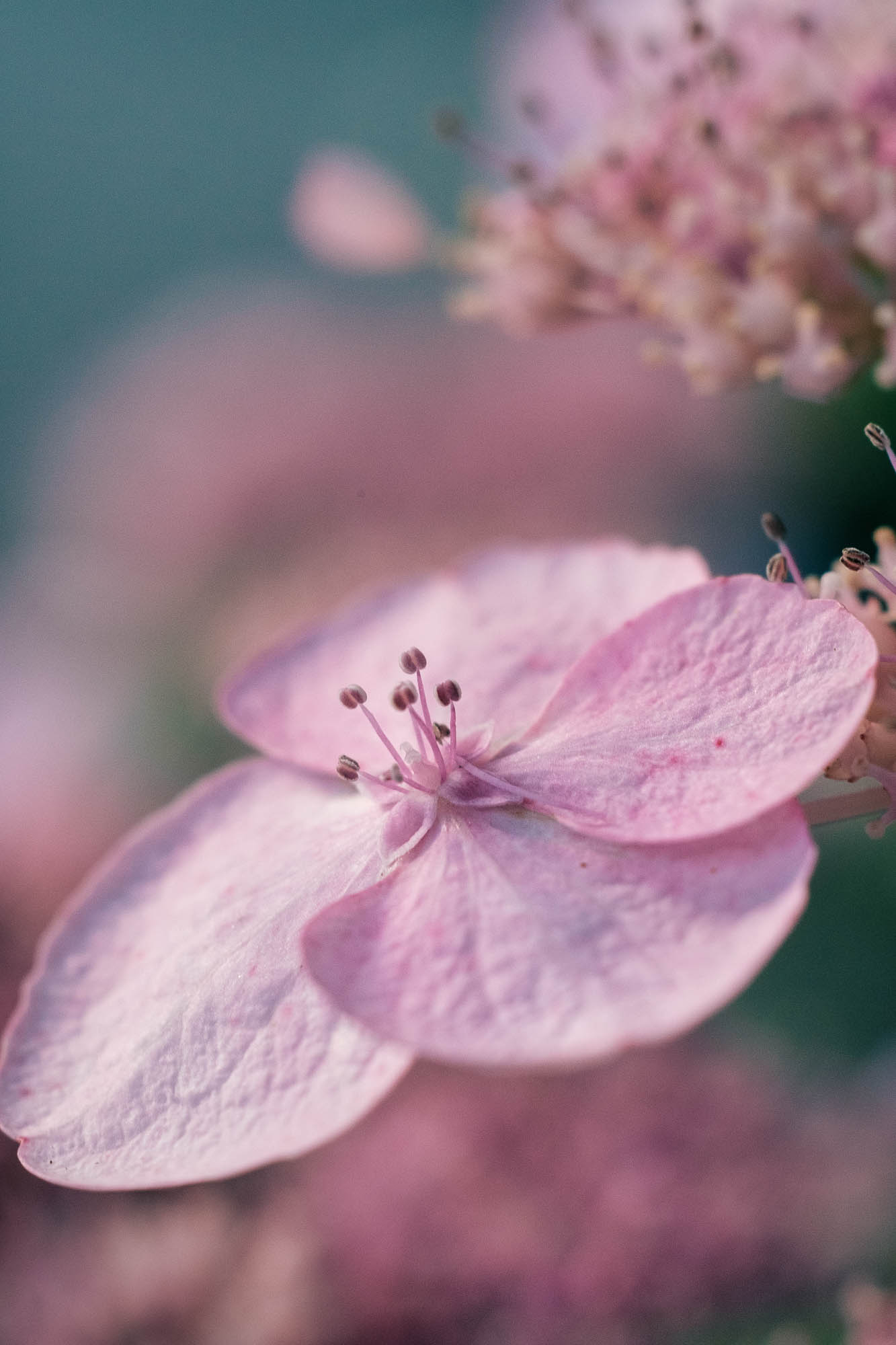 Close-up of a garden in soft natural light