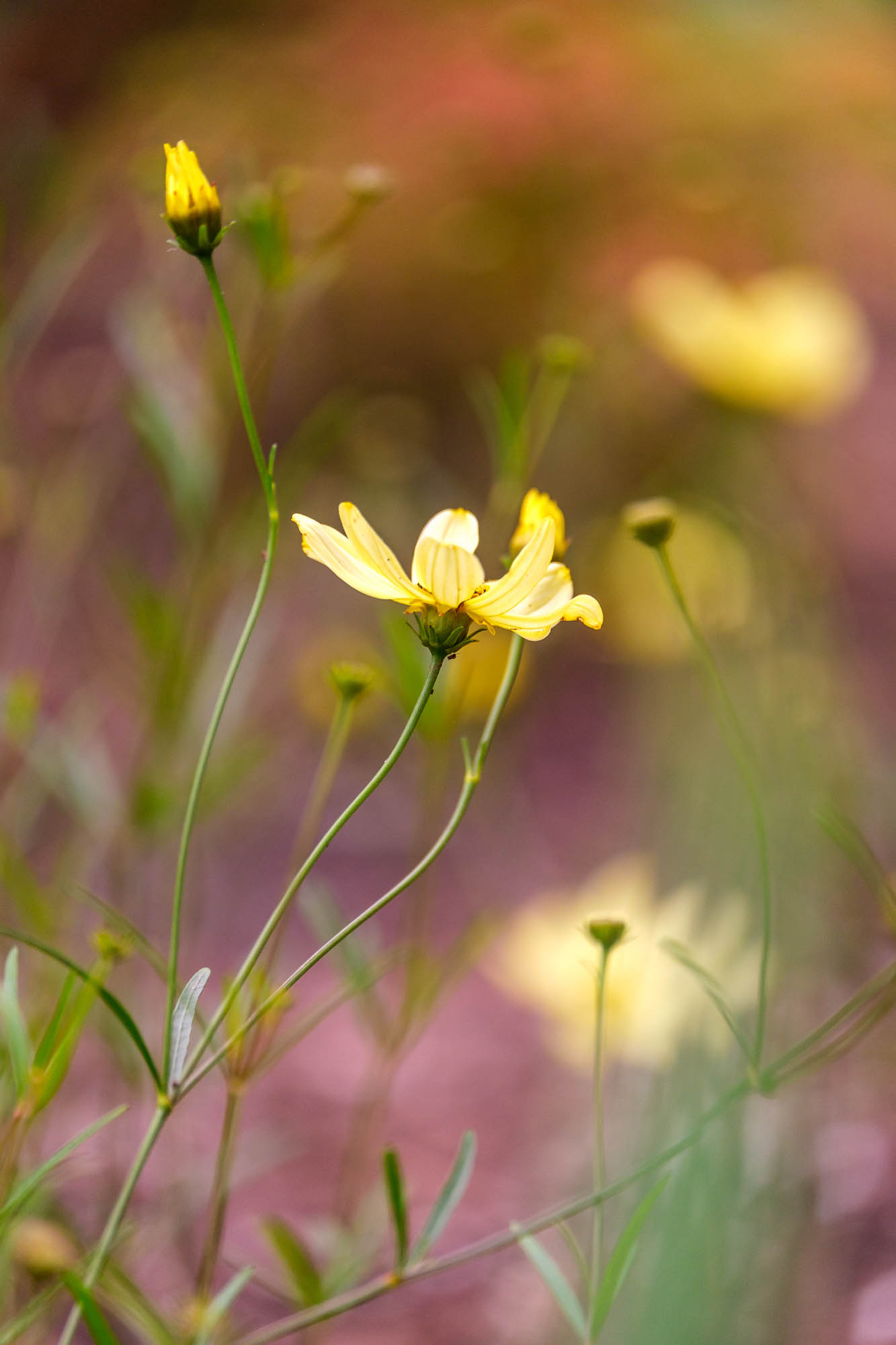 Yellow cosmos flower in soft garden light
