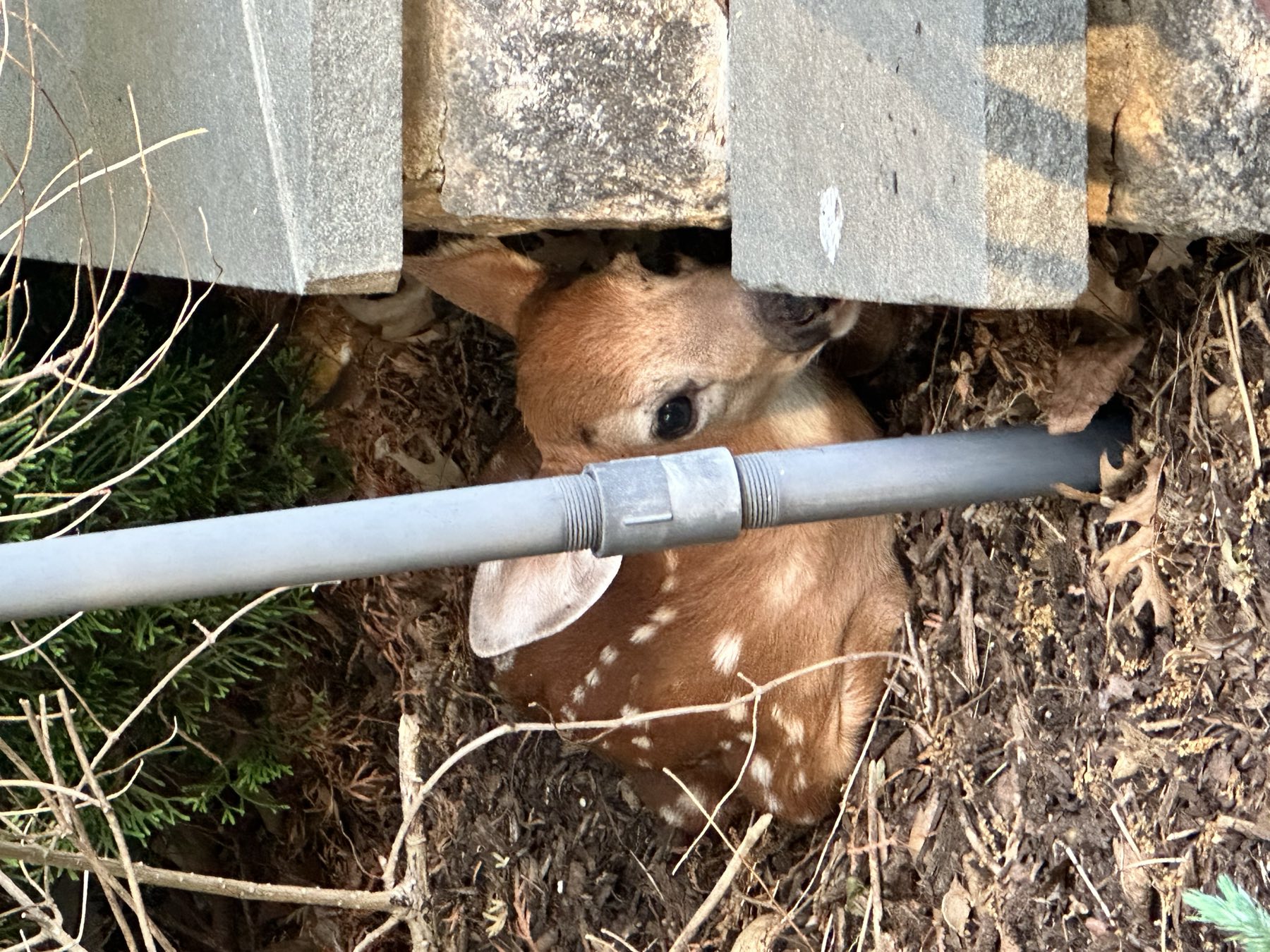 A small spotted fawn curled up between the hydrangeas and the stone front steps, looking up toward the camera beside a gray downspout pipe