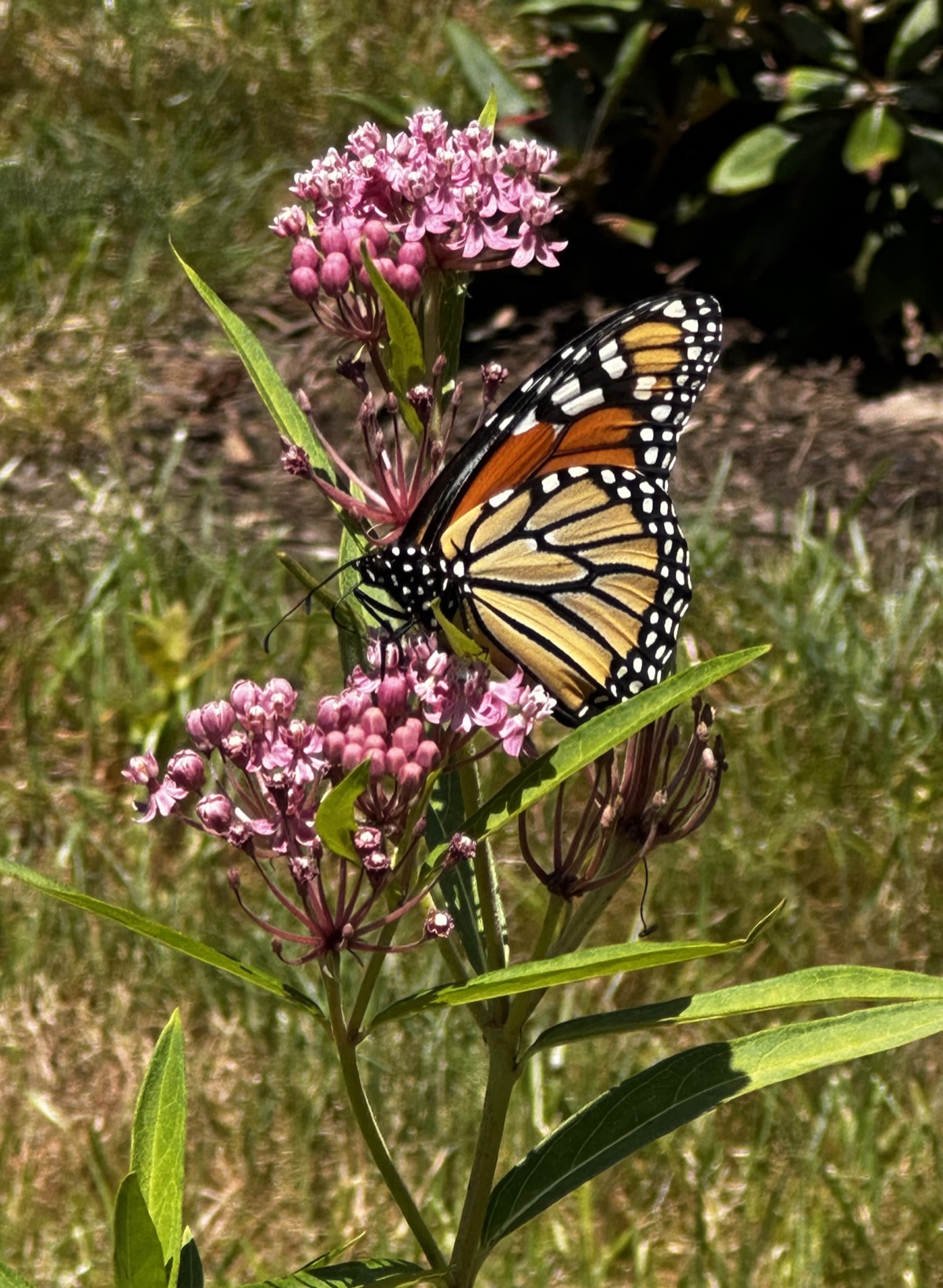 A monarch butterfly with open orange and black wings resting on a cluster of pink swamp milkweed flowers in a sunny garden bed