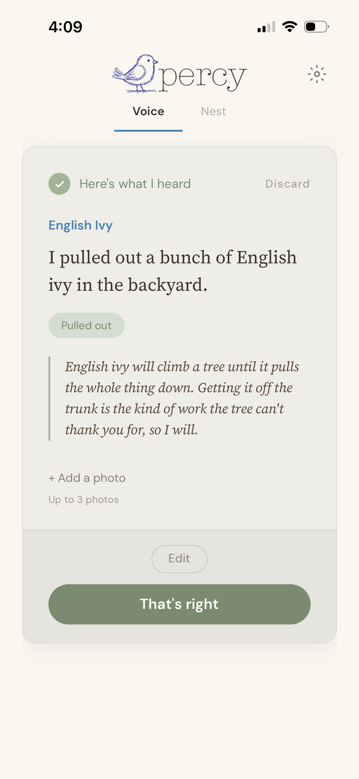 Percy's Voice screen after the ivy came out. The gardener says they pulled out a bunch of English ivy in the backyard, and Percy responds warmly — noting that ivy will climb a tree until it pulls the whole thing down, and that getting it off the trunk is the kind of work the tree can't thank you for.
