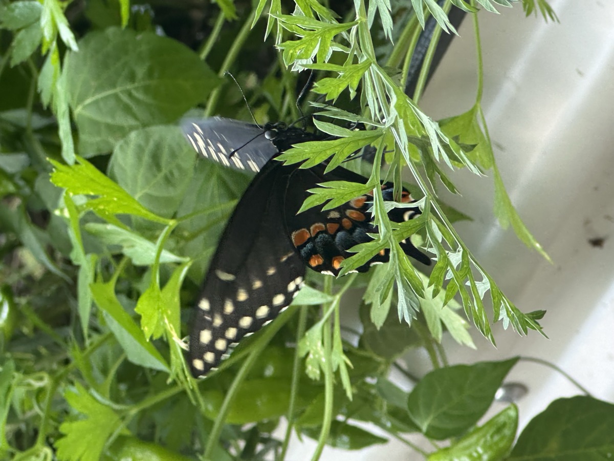 A black swallowtail butterfly with folded wings — dotted with cream and a row of orange and blue spots — perched among the feathery green tops of carrots and dill in a raised bed