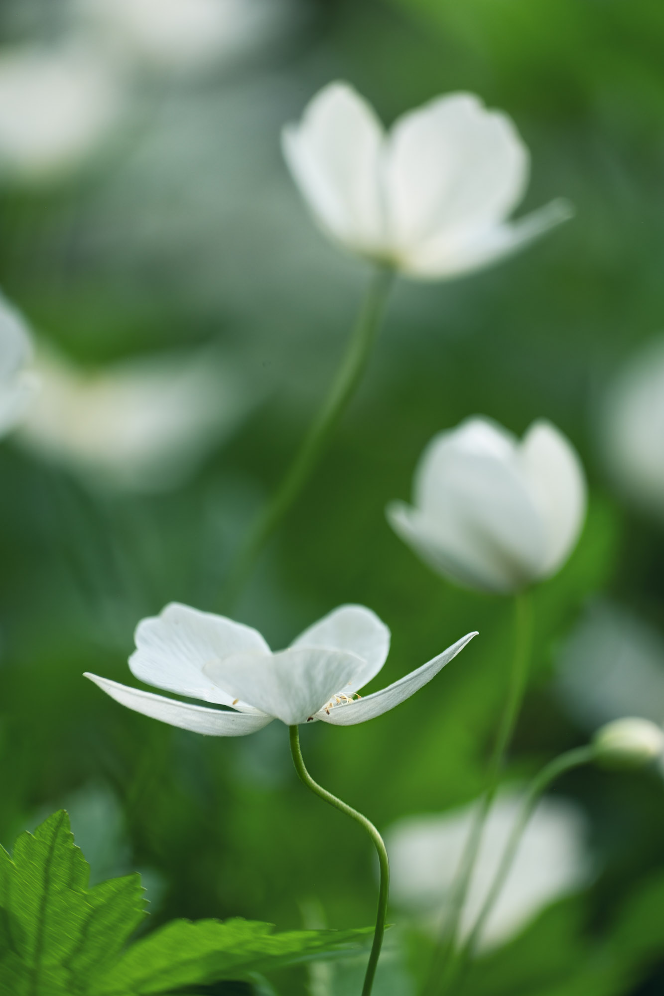 White anemone flowers in soft garden light