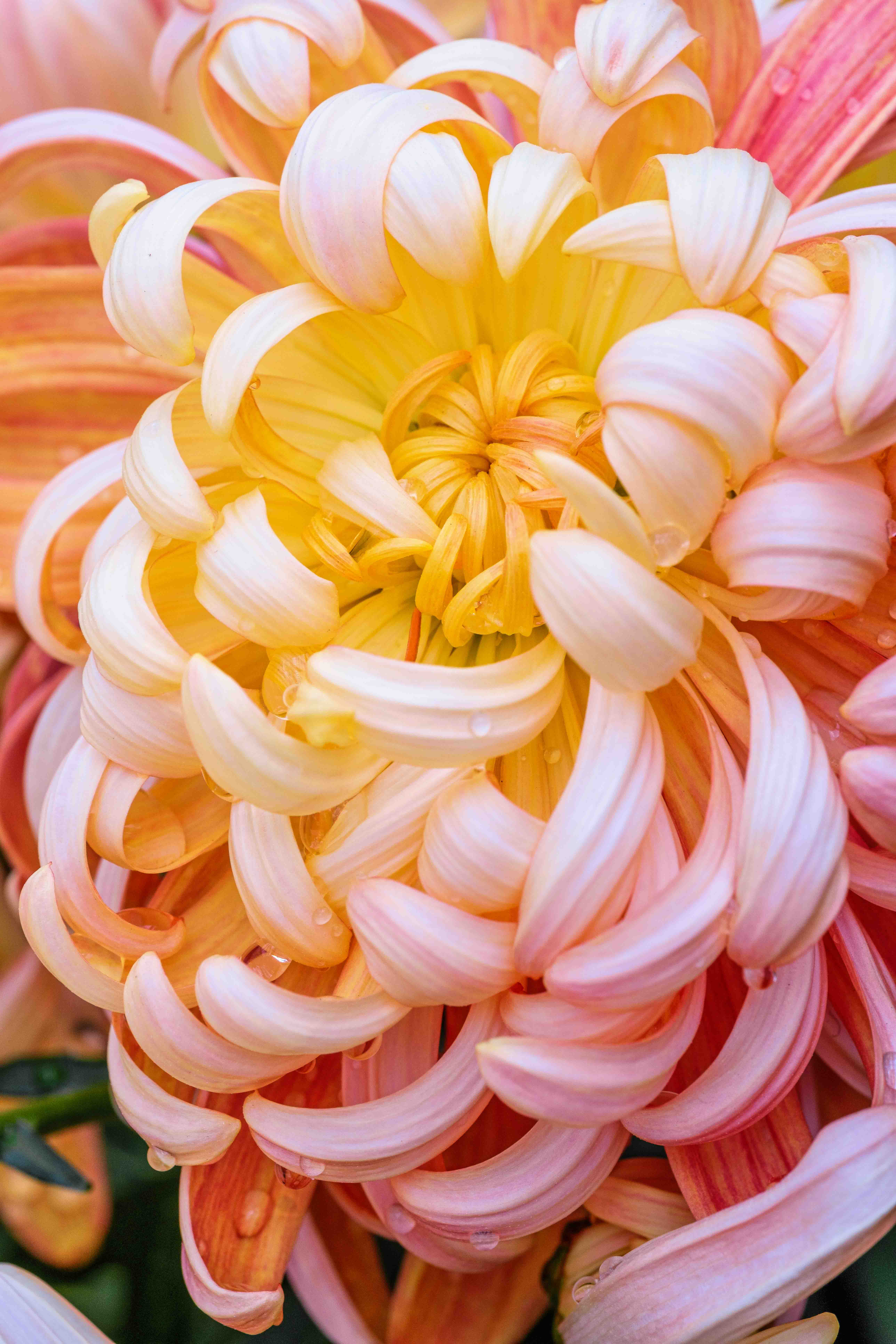 Pink and gold chrysanthemum bloom in close-up with water droplets
