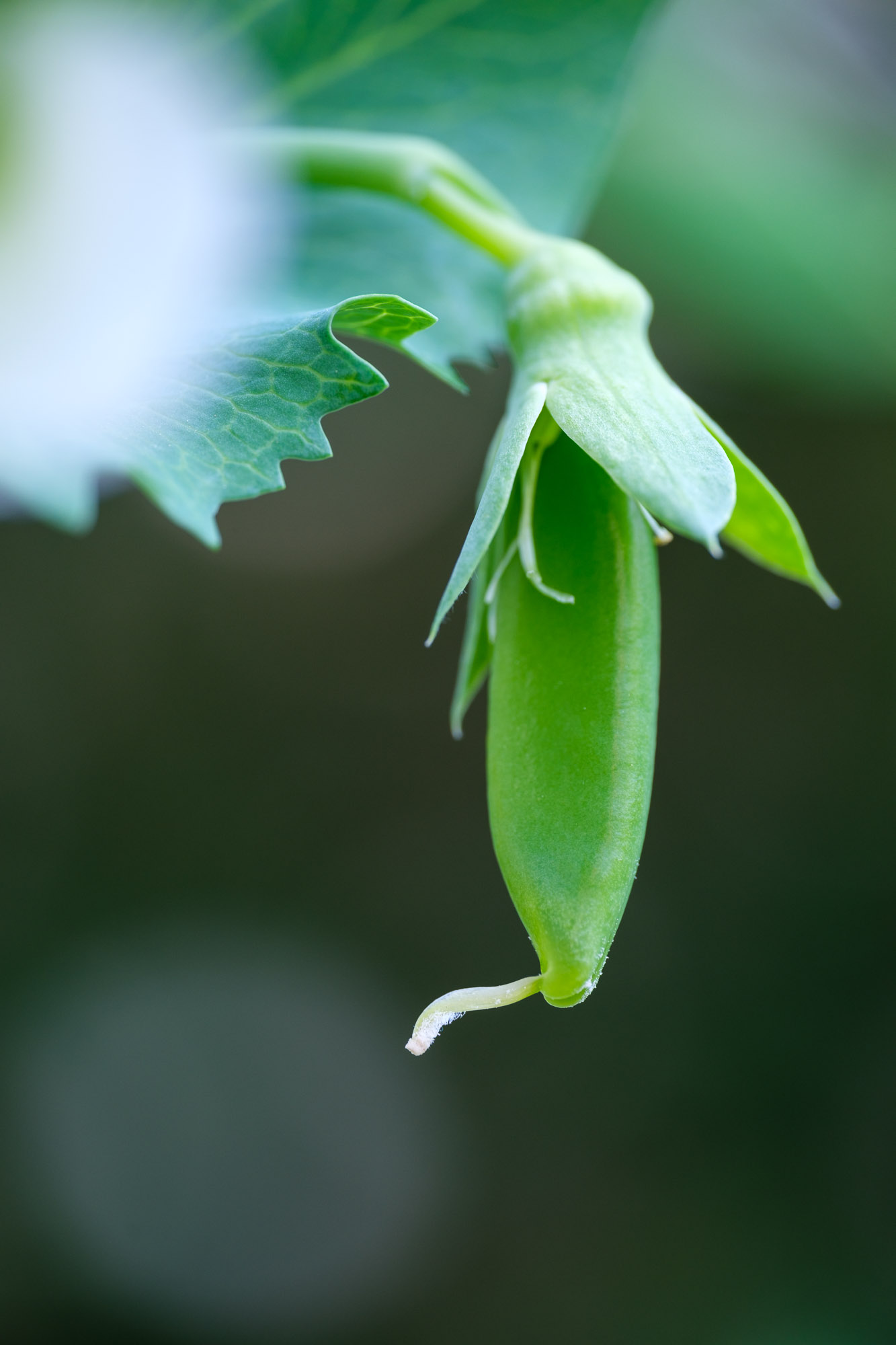 Okra pod growing on the vine