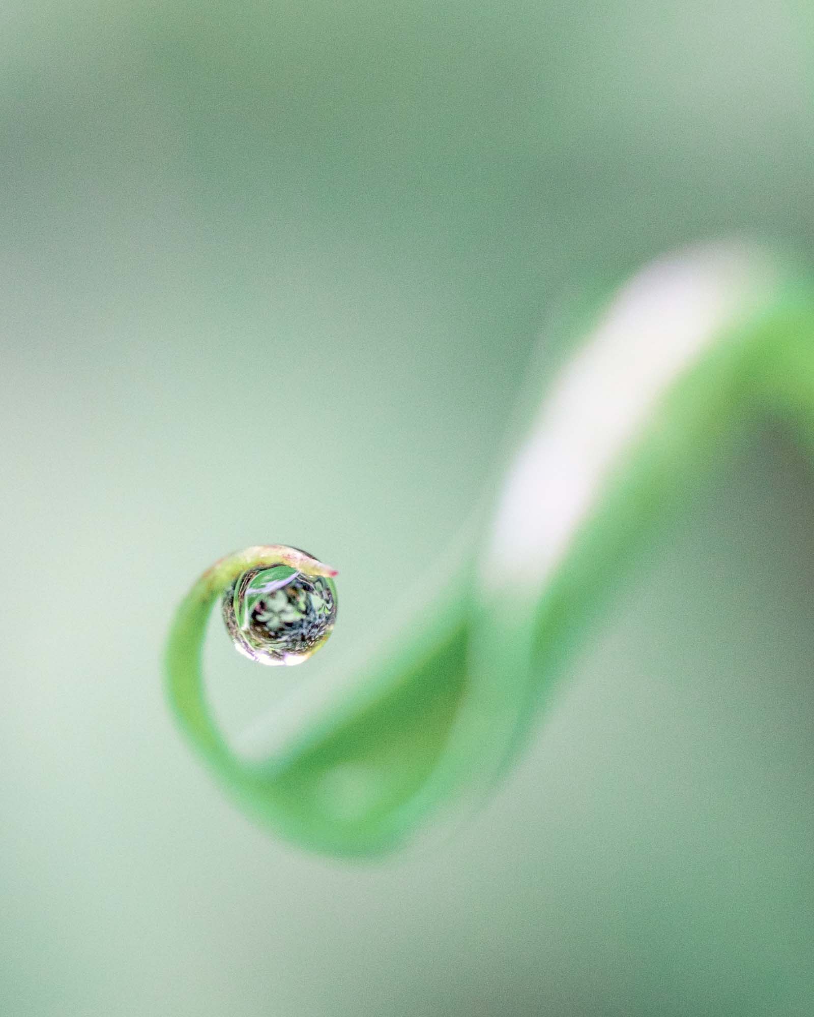 Garden tendril curling with a water droplet