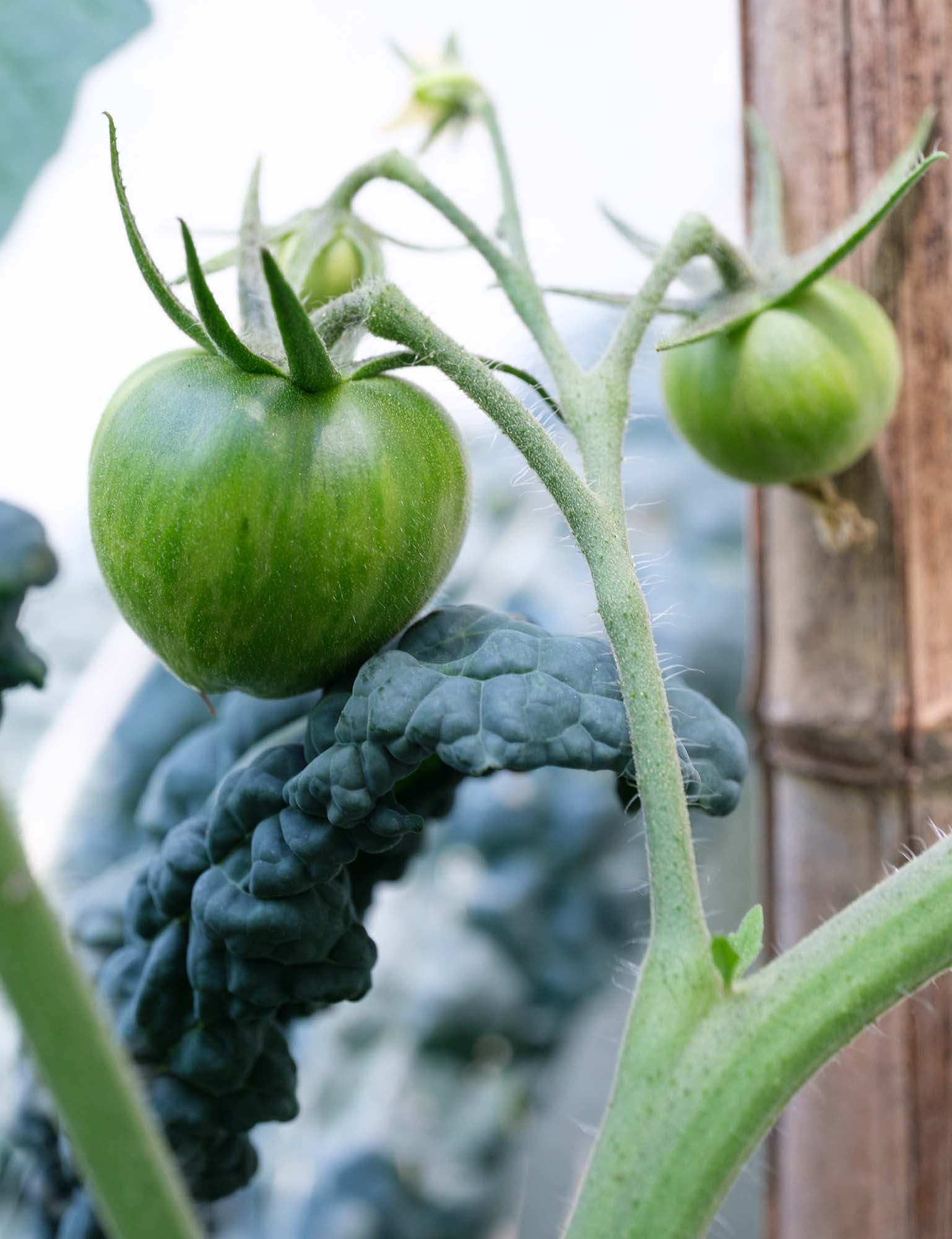 Green tomato ripening on the vine with kale in the background