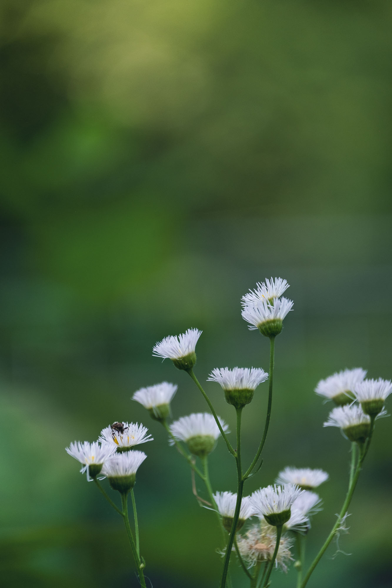 White wildflowers with a bee in soft garden light