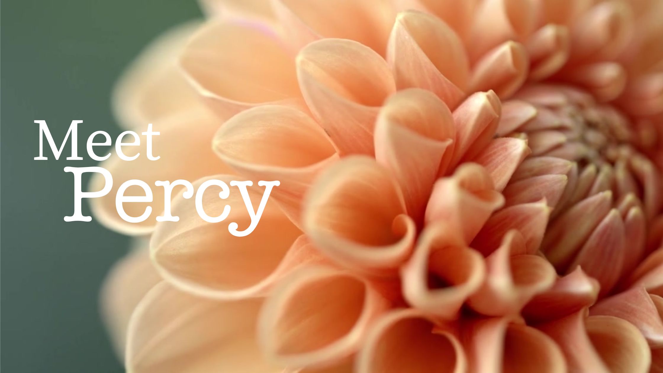 Meet Percy — voice-first garden journal