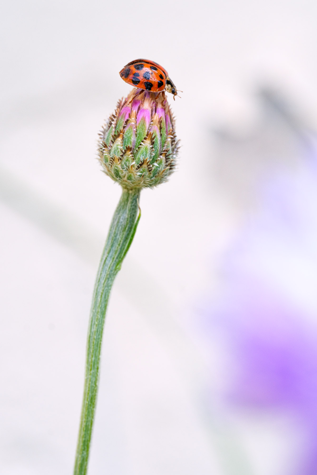 Ladybug resting on a flower bud