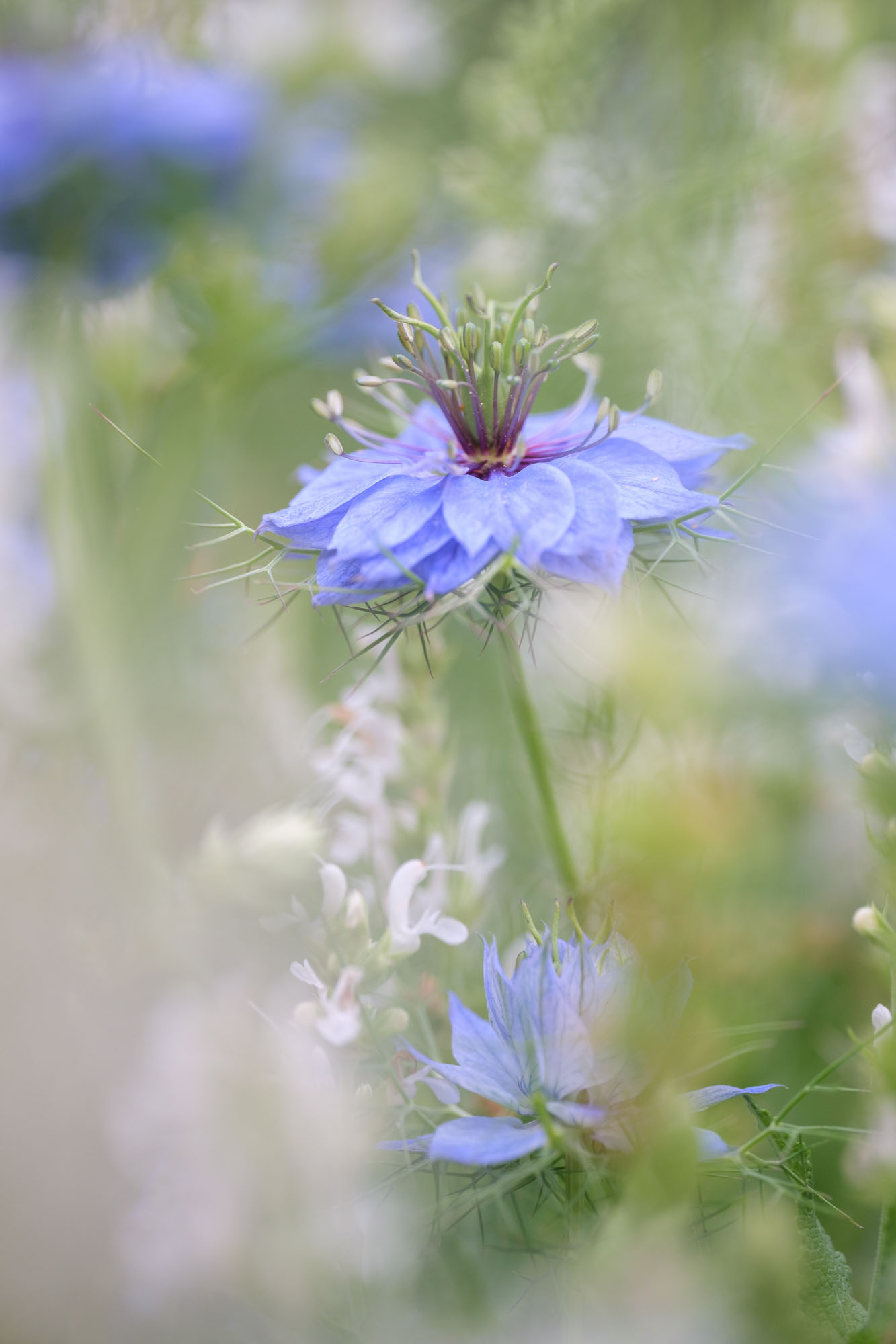 Blue nigella flower in close-up