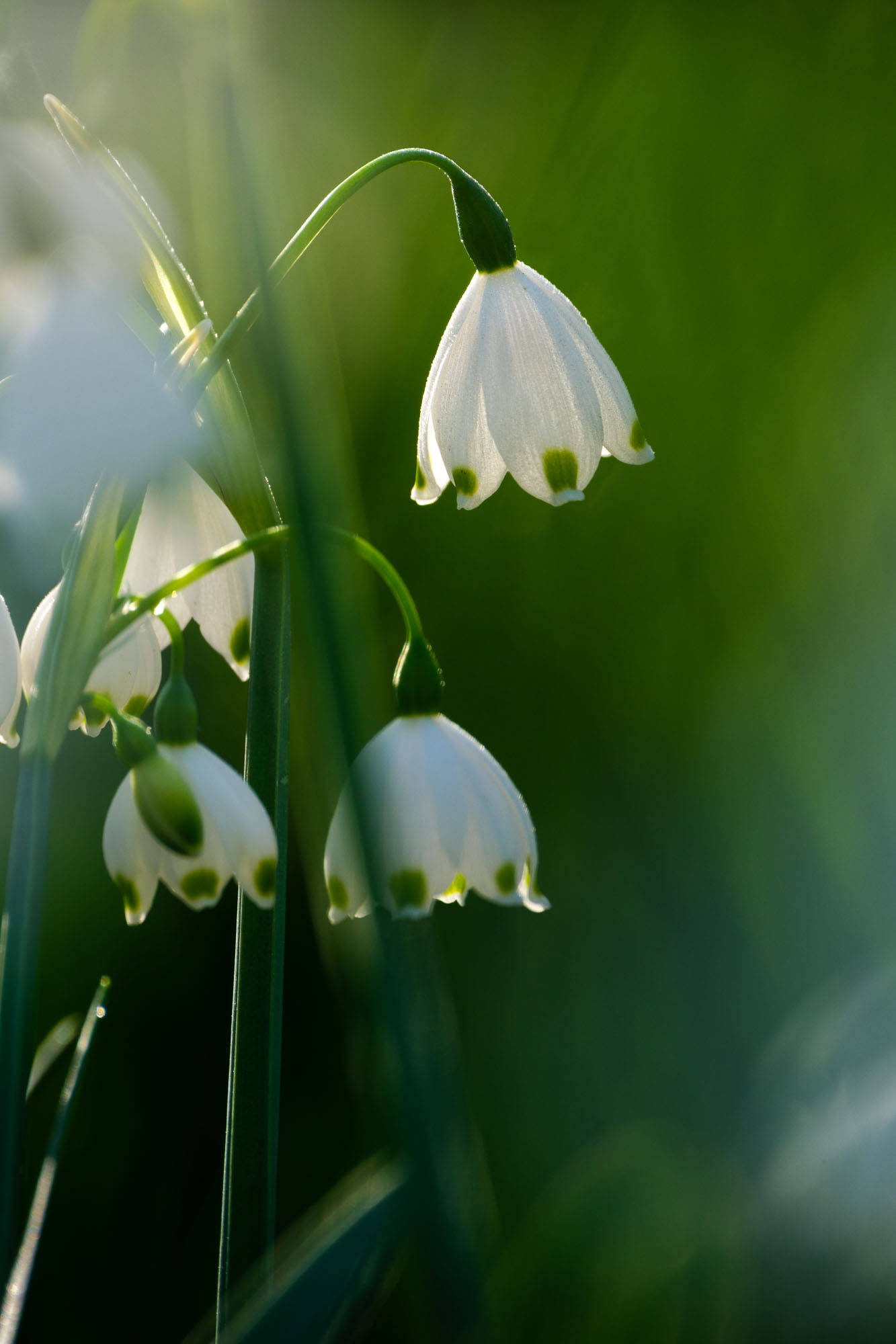 Snowdrops blooming in early spring