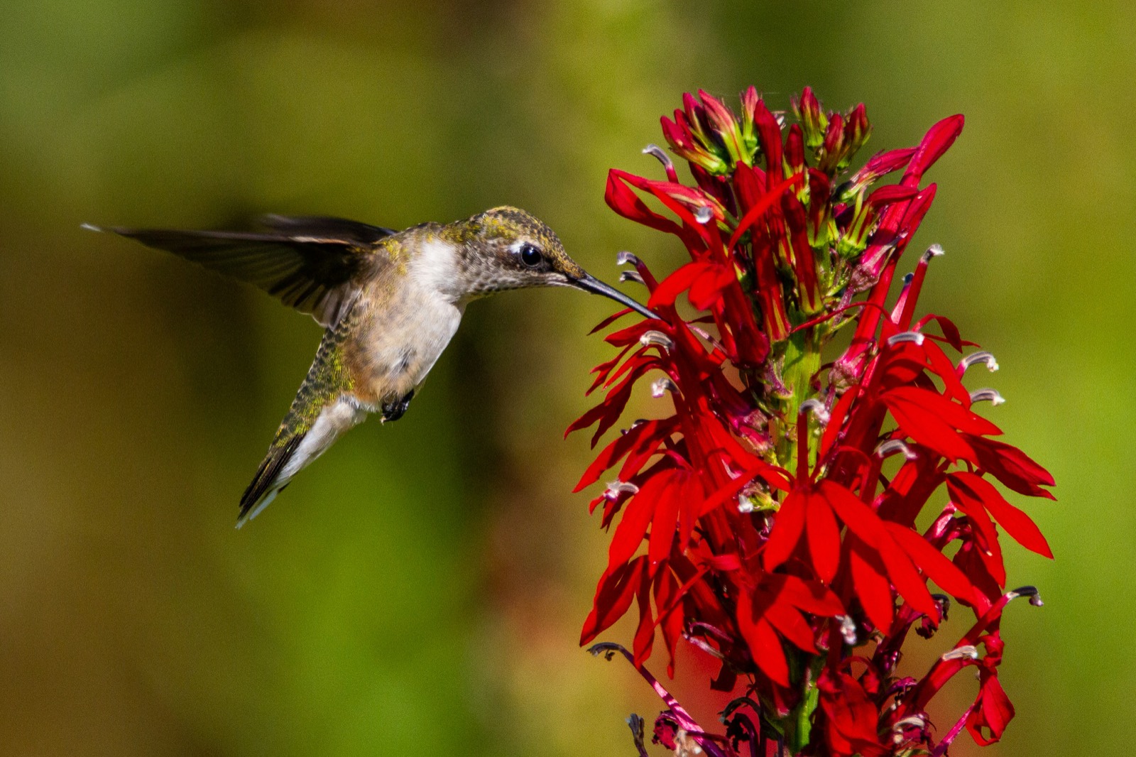 A ruby-throated hummingbird feeding at cardinal flower (Lobelia cardinalis), a New York native.