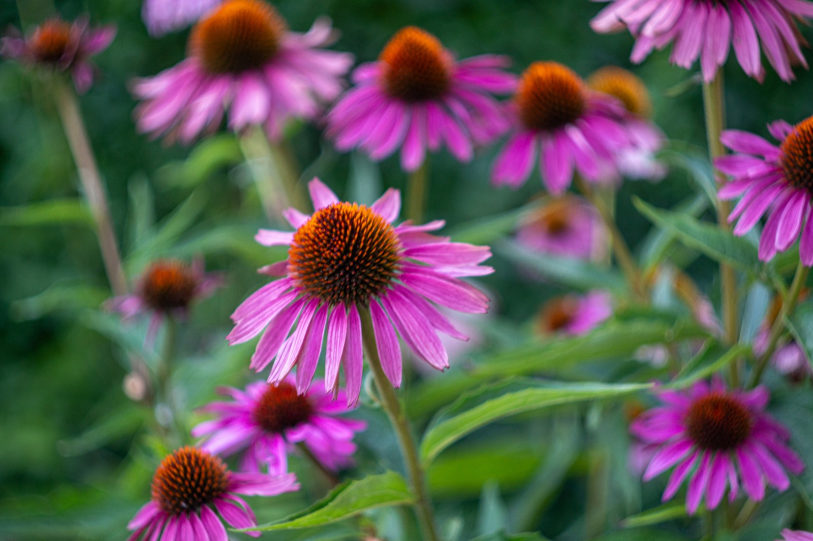 Purple coneflower (Echinacea purpurea), a native Ohio prairie wildflower.