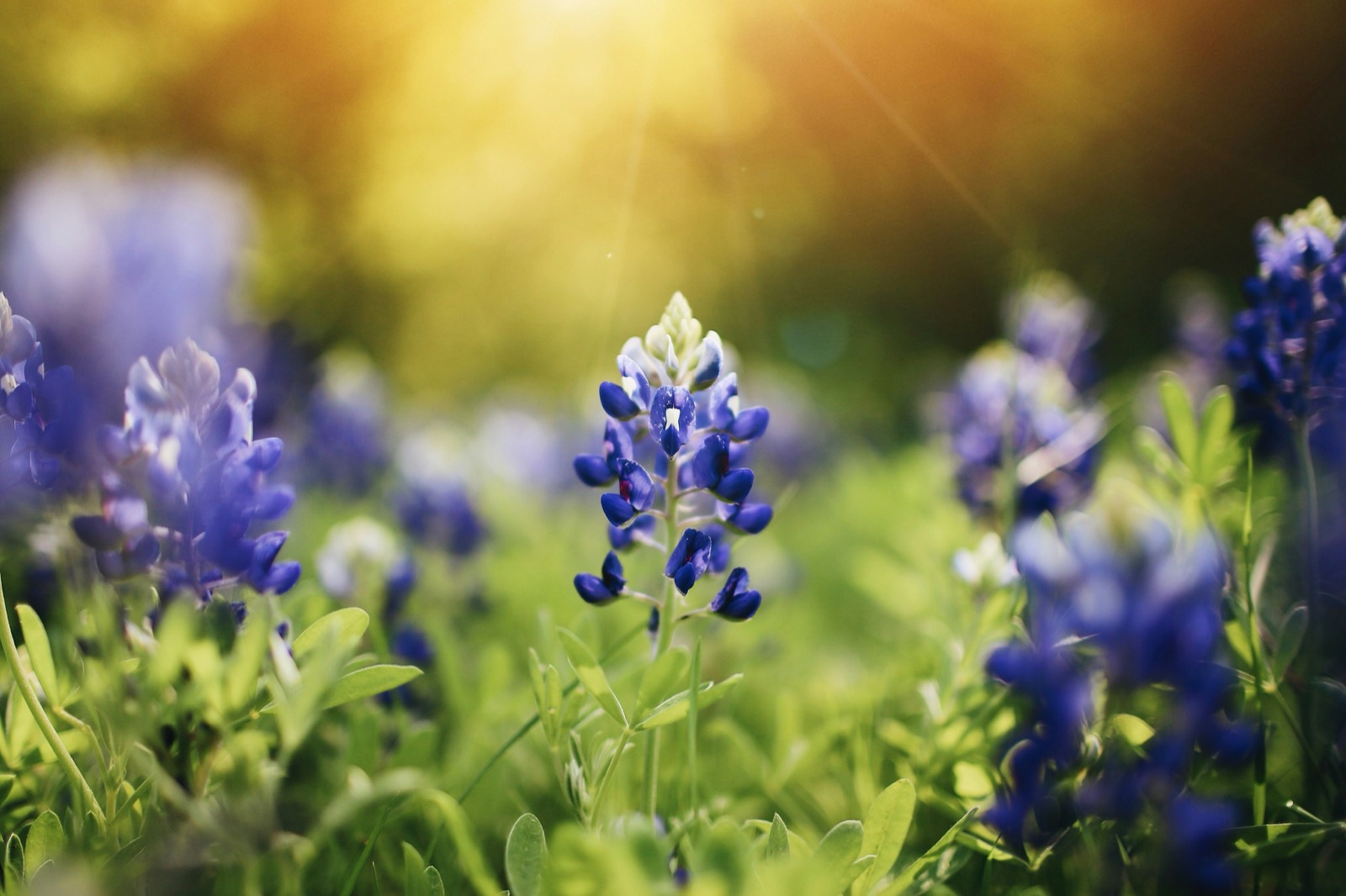 Texas bluebonnets (Lupinus texensis) blooming in a field at golden hour.