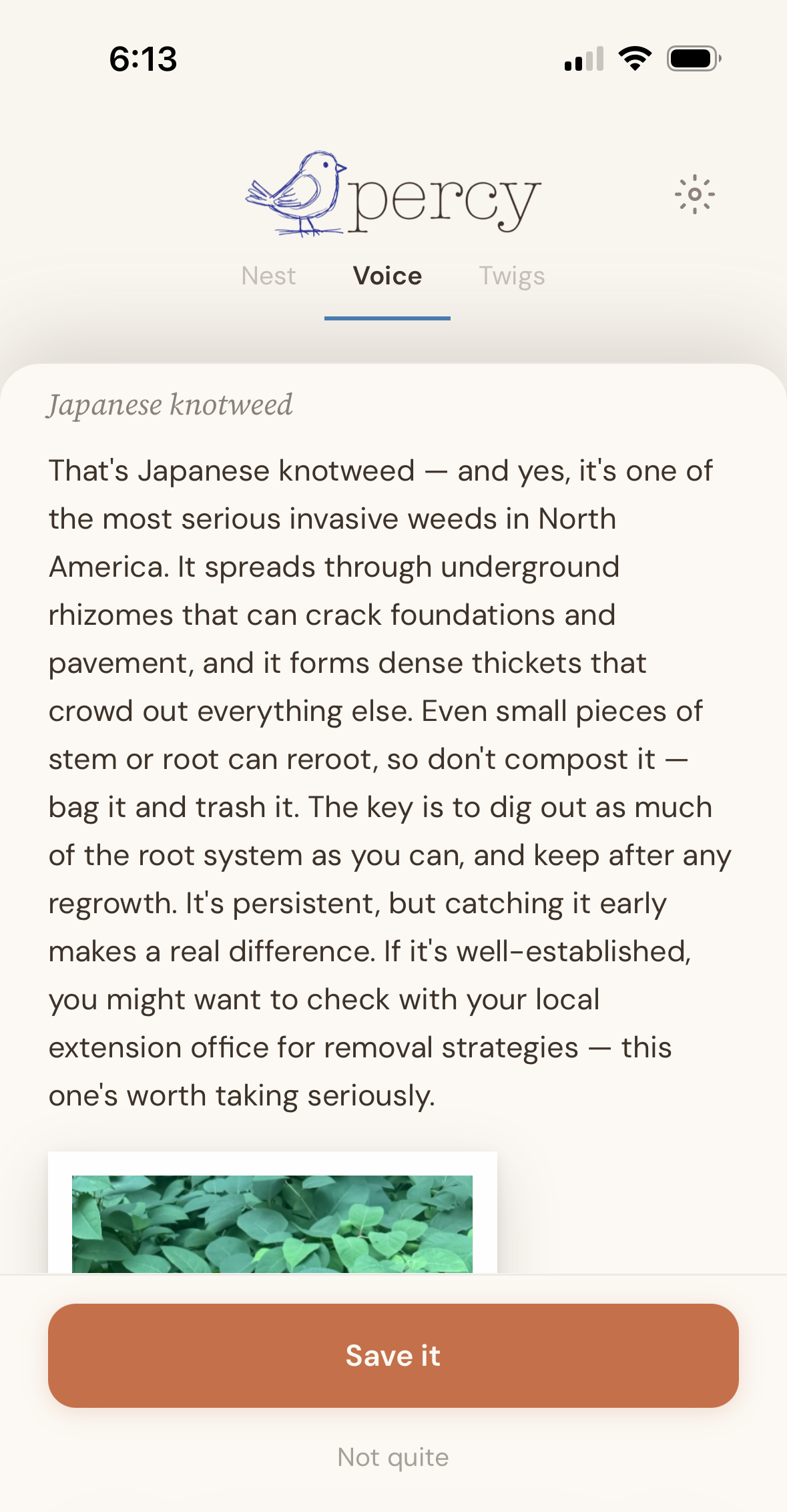 Percy identifying Japanese knotweed as one of the most serious invasive weeds in North America and explaining how to remove it responsibly