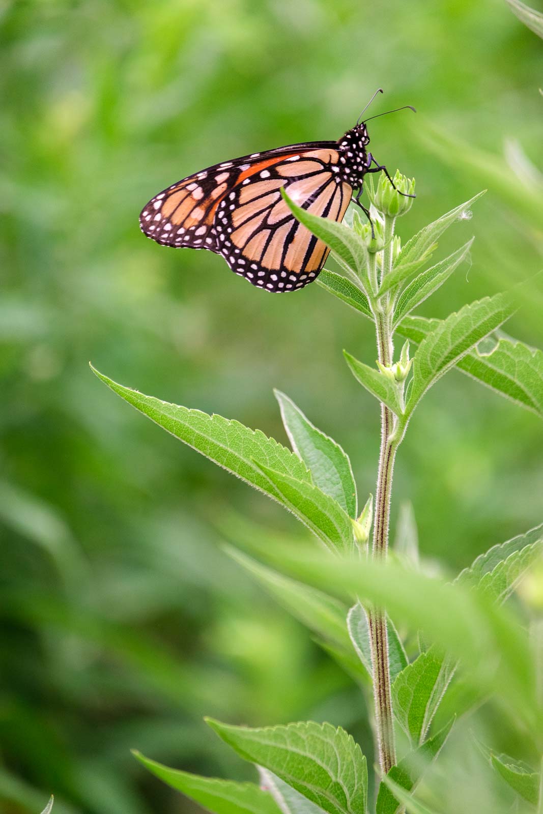 A monarch butterfly perched on a green plant stem in a garden