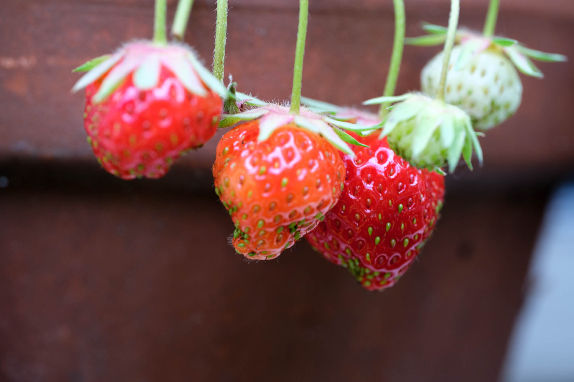 Ripe strawberries ready for harvest
