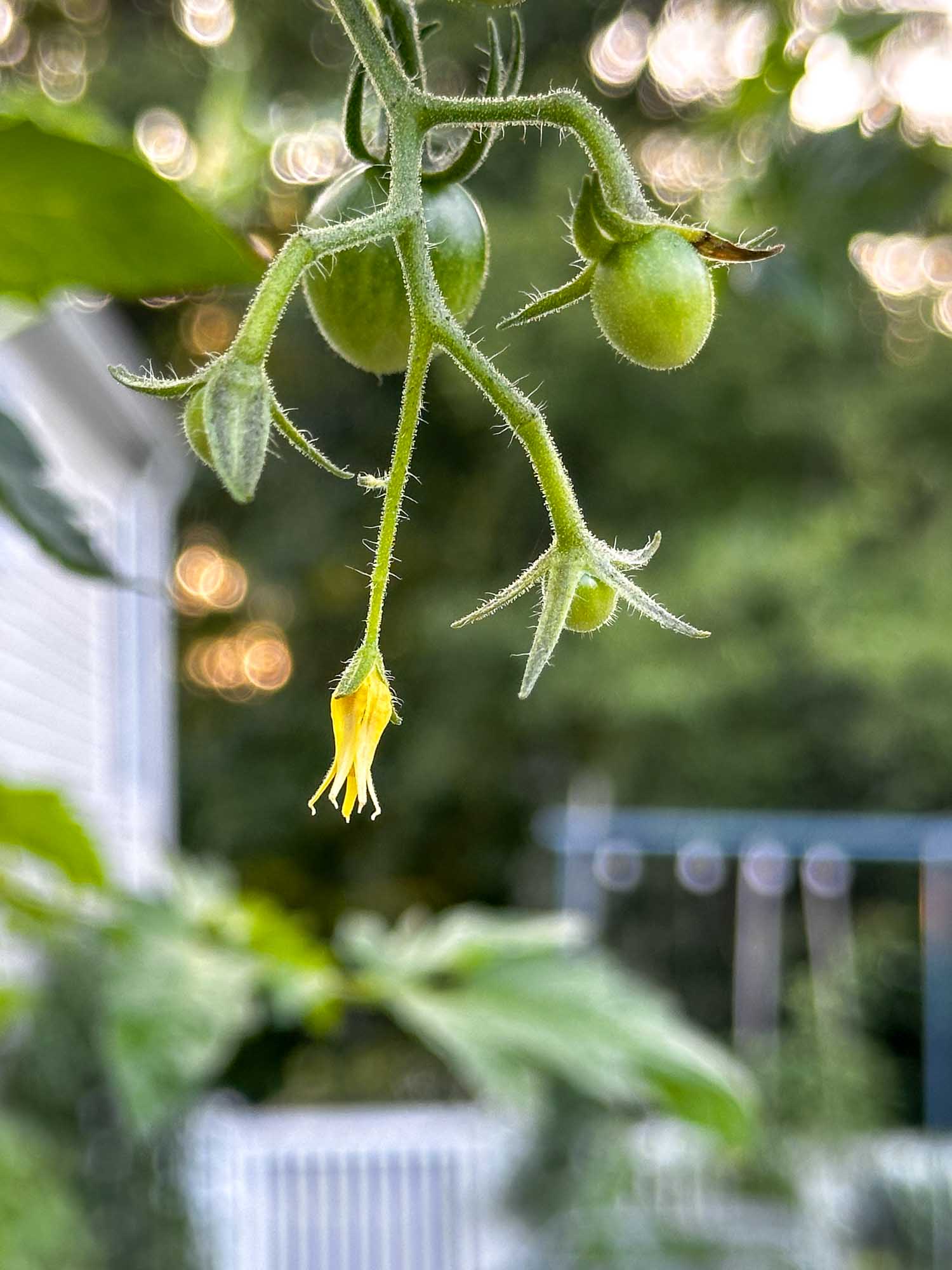 Tomatoes ripening on the vine
