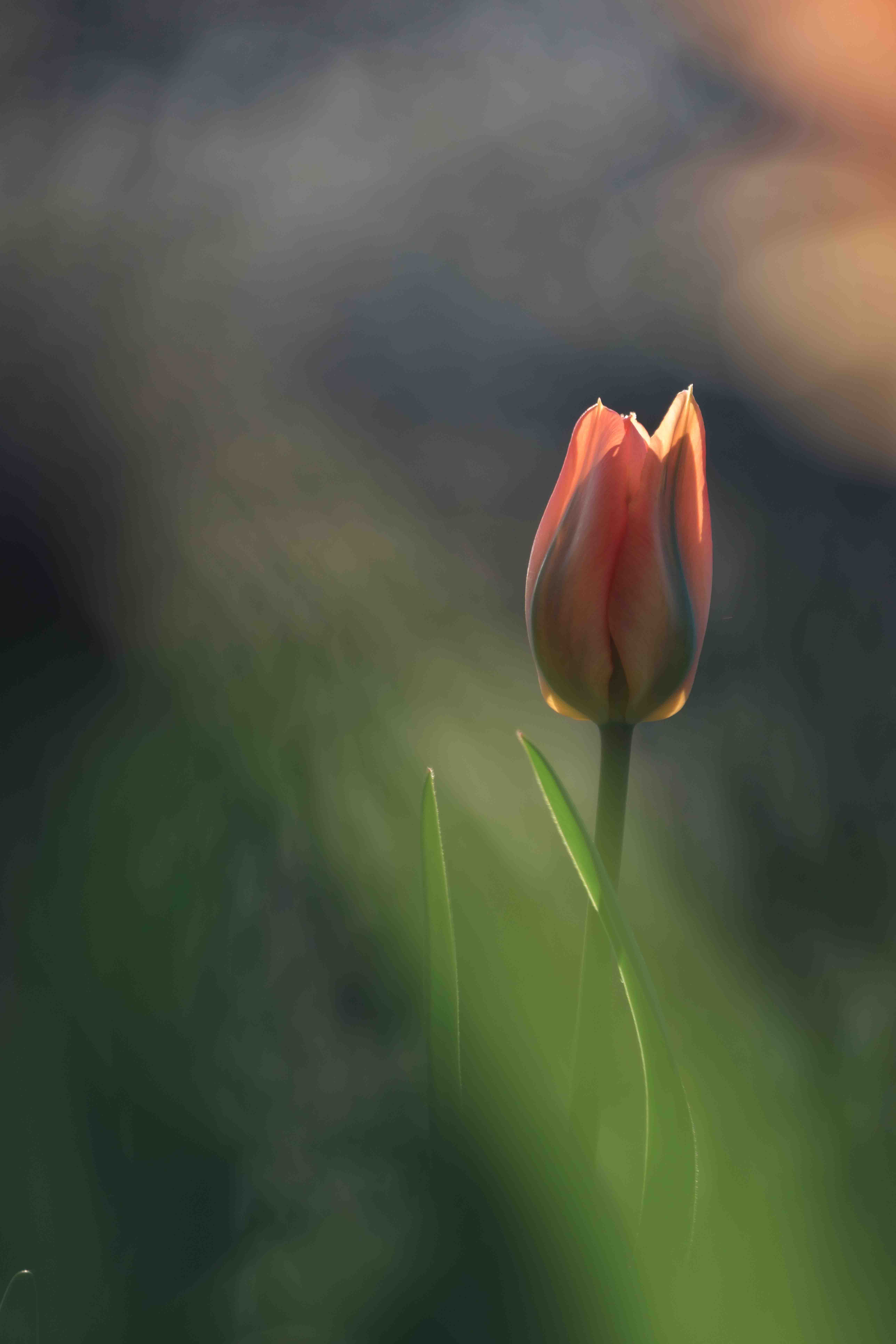 Single tulip in golden evening light